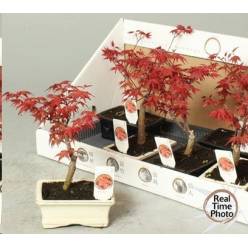 P. Bonsai Ov. 15/25cm x6