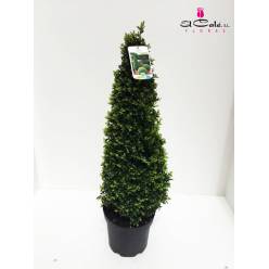 P. Buxu Sempervirens pi 23/95cm