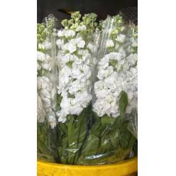 Aleli Nac. Blanco 65cm "Oferta"