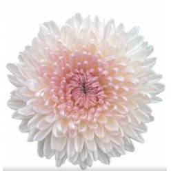 Uniflor Col. Fairytale Bl.