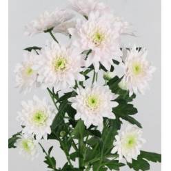 Margarita Col. Pastela Rose Rs.