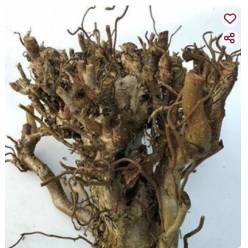 Corylus Avellana  40cm "Tronco"