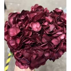 Hortensia Select Burdeos 60cm 15/16