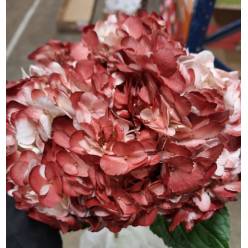 Hortensia Premium Burdeos "AM" 60cm 17/18