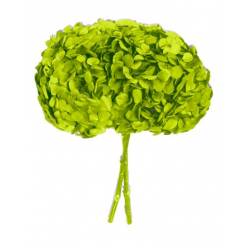 Hortensia Preservada Premium Verde Pistacho 15-20cm
