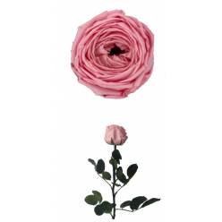 Rosa Preservada Verdissimo Jardin Rosa 5x27.5Hcm