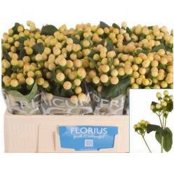 Hypericum Hol. Coco Gelato 50cm