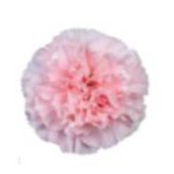 Clavel Col. Fancy Viviane