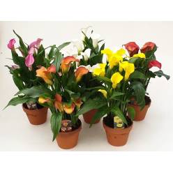 P. Calla Mixta 4 Kl 14/40cm 6F "CC4"