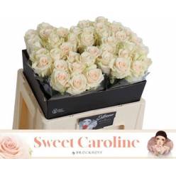 Rosa Hol. Sweet Caroline 55cm A2