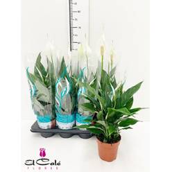 P. Spathyfilium Sweet Benito 13/55cm x11 7F