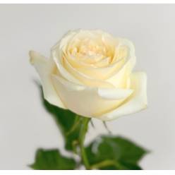 Rosa Col. Candlelight 60cm