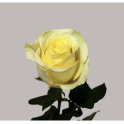 Rosa Hol. Cream unique 60cm