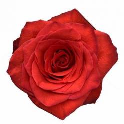 Rosa Col. Bromo 60cm Nj