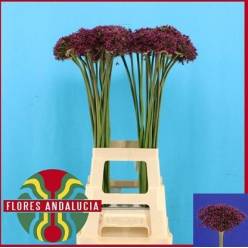 Allium Cherry 80cm