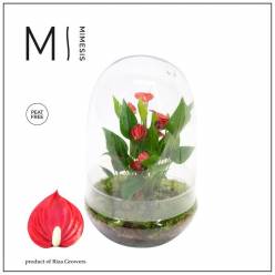 P. Composicin Terrarium Anthurium  14/30cm "CC2"