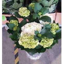 P. Hortensia Nac. Blanca 21/55cm x5  -Mesado-