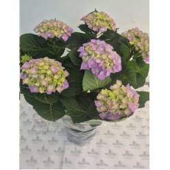 P. Hortensia Nac. Lila 21/55cm x5  -Mesado-