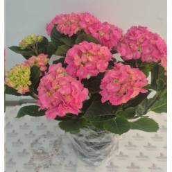 P. Hortensia Nac. Rosa 21/55cm x5  -Mesado-