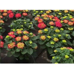 P. Hortensia Nac. Fresa 21/55cm x5 -Mesado-