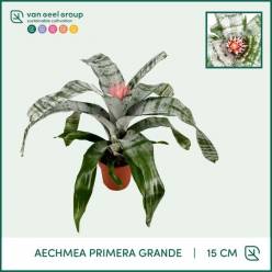 P. Aech Fas Primera 15/60cm x6