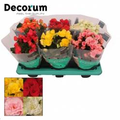 P. Begonia Elatior XXL Mixta 14/35cm "CC6" (Decorum)