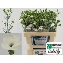 Dianthus Hol. Solomio Soland Calmfly 60cm