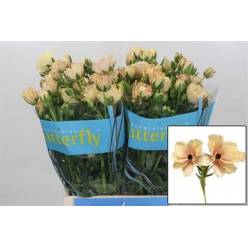 Ranunculos Hol. Butterfly Hestia 50cm 45gr "T10"