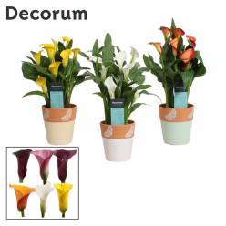 P. Calla Mixta Rowan 4F 12/35cm "CC6"