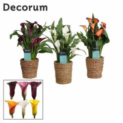 P. Calla Mixta Ruby 12/35cm 4F "CC6"
