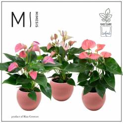 P. Anthurium An Pink Mix 12/40cm "CC3" 5F -Ceramica-