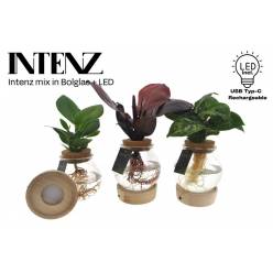 P. Hydroponic Plants 12/30cm "CC3" -Luz Led-