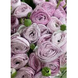 Ranunculos Italia "Cloni Extra" Nebbia 45cm
