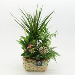 P. Composicin Essentials Rosa -2535- 21/50cm x2