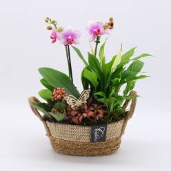 P. Composicin Planta Phalaenopsis Rosa 24/40cm x4
