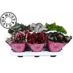 P. Begonia Rex Mix 13/25cm "CC6"