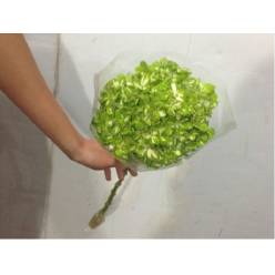 Hortensia Premium Esmeralda Sasha 60cm 17/18