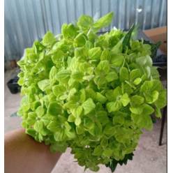 Hortensia Premium Emerald Dark Green 60cm 17/18