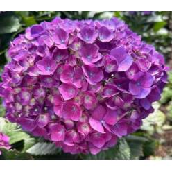Hortensia Premium Morada 60cm 17/18