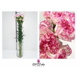Clavel Col. Short Sonatina Bic.