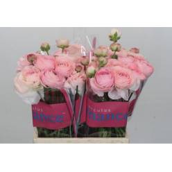 Ranunculos Hol. Romance Seine 40cm 35gr