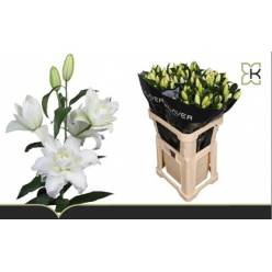 Oriental Hol. Bl. Doble Snowboard 70cm 3/4 fl.