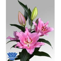 Oriental Hol. Rs. Praiano 85cm 2/3 flores