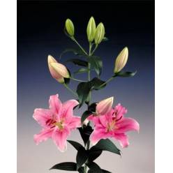 Oriental Hol. Rs. Sorbone 85cm 5 fl.