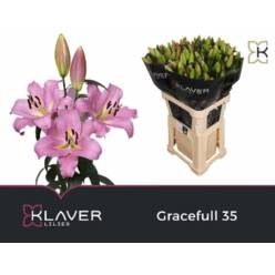 Oriental Hol. Rs. Gracefull 95cm 3/4 flores