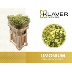 Limonium Hol. China Lemon 70cm 30gr "T25"