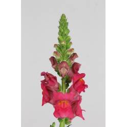 Antirrhinum Hol. Cool Rose 80cm