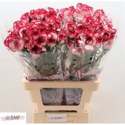 Clavel Hol. 60cm Bacarat Bi.