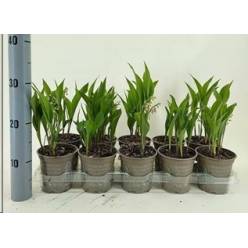 P. Convallaria Majalis 12/25cm "CC10"