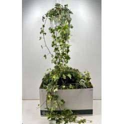 P. Hedera He Goldchild 17/110cm